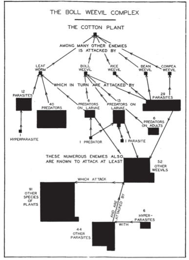 La red trófica del gorgojo del algodón. Pierce et al. 1912, USDA Bulletin. 