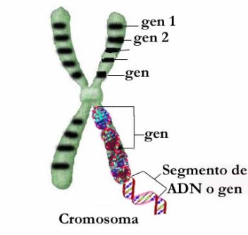 gen y ADN